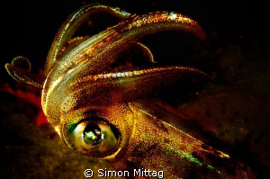 Squid by Simon Mittag 